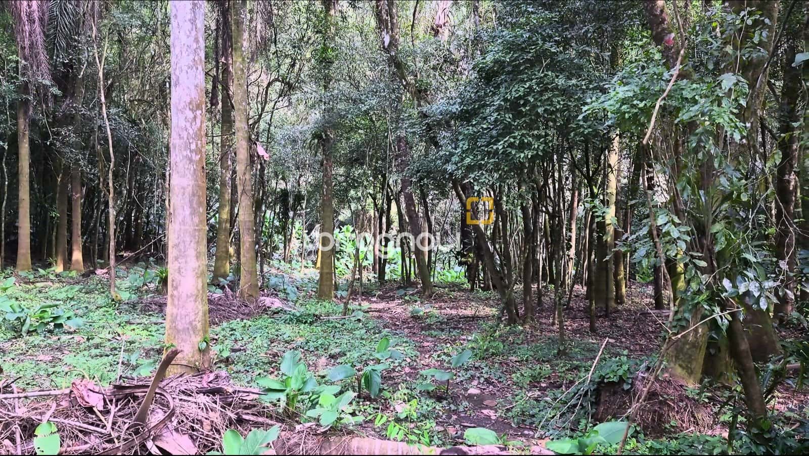 Terreno Rural situado na localidade de Santa Catarina, no Município de Santa Rosa de Lima — foto principal