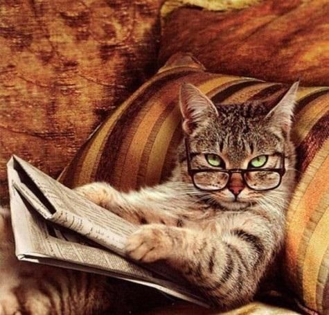 4 DICAS PARA APRESENTAR SEU IMÓVEL COM ANIMAIS DE ESTIMAÇÃO