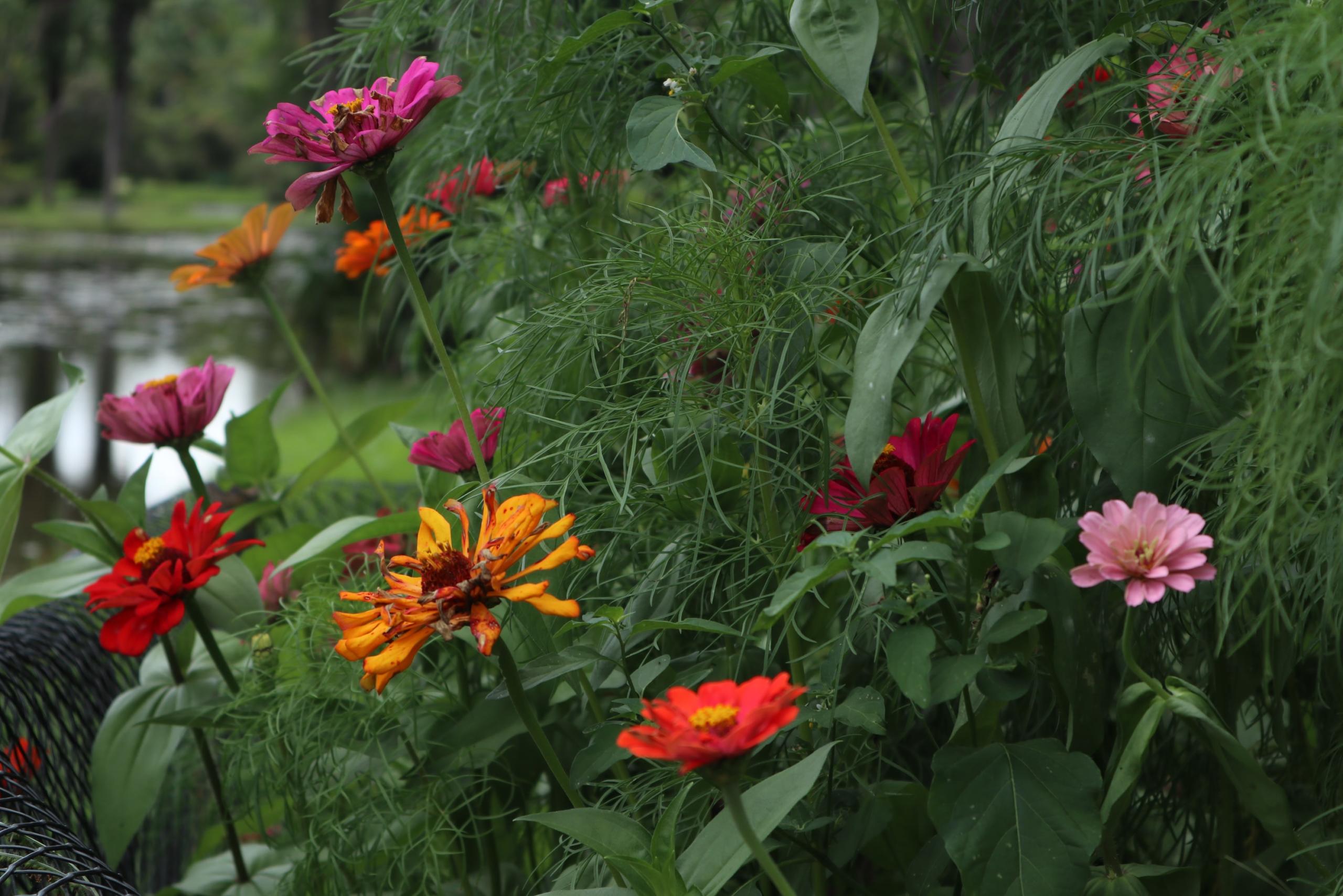 Jardim no quintal: veja aqui como fazer o seu!