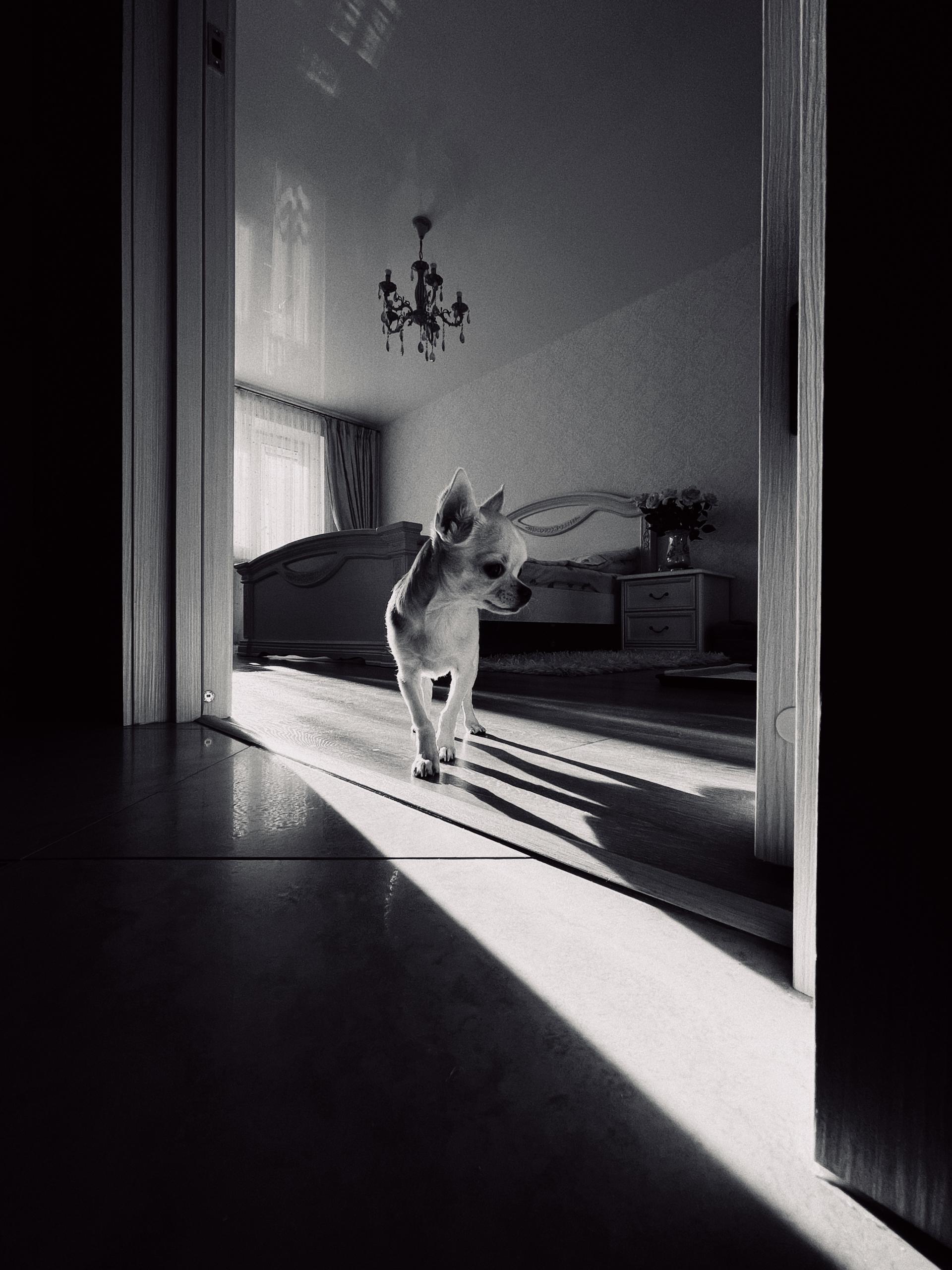 Animais em condomínio: entenda a legislação!