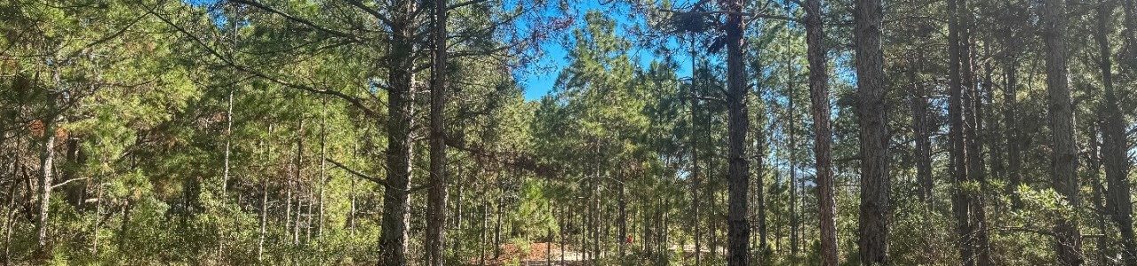 Dunas do Moçambique em Florianópolis