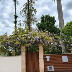 Sítio com 100m², 7 quartos (sendo 5 suítes), 2 garagens, no bairro Ratones em Florianópolis