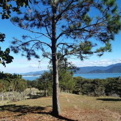 Terrenos Residenciais com 4260m², no bairro Ribeirão da Ilha em Florianópolis