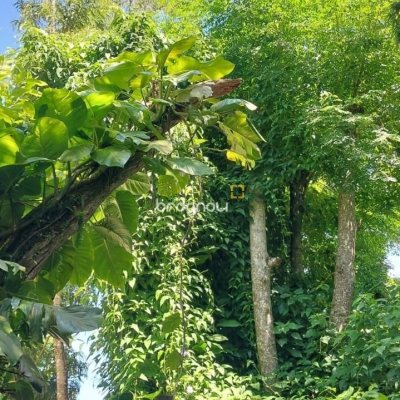Casa com 135m², 1 quarto, 2 garagens, no bairro Sambaqui em Florianópolis