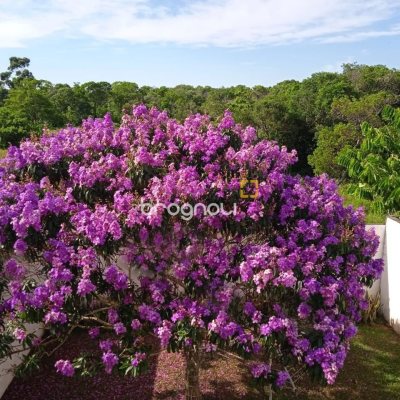 Casa com 141m², 3 quartos (sendo 1 suíte), 2 garagens, no bairro Campeche em Florianópolis