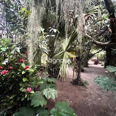 Terreno com 4215m², 3 quartos, 3 garagens, no bairro Alto Ribeirão em Florianópolis