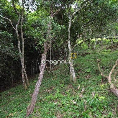 Terreno com 14106m², no bairro Sambaqui em Florianópolis