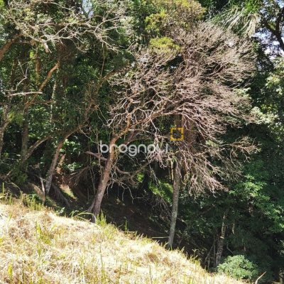 Terreno com 794m², no bairro Córrego Grande em Florianópolis
