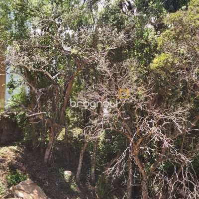 Terreno com 794m², no bairro Córrego Grande em Florianópolis