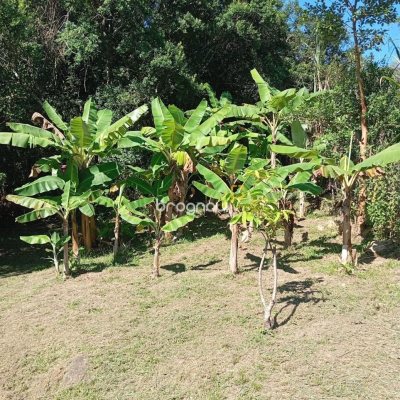 Casa com 15600m², 3 quartos (sendo 1 suíte), 2 garagens, no bairro Ribeirão da Ilha em Florianópolis