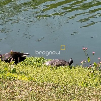 Terreno com 1261m², no bairro Ingleses em Florianópolis