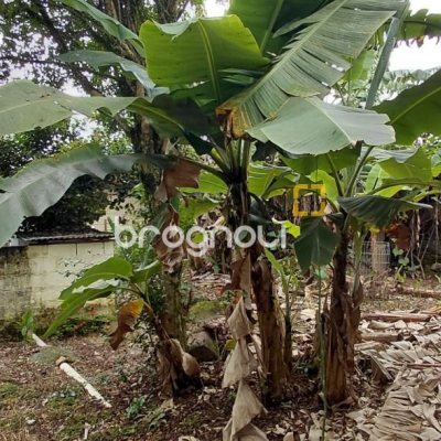 Terreno com 1947m², no bairro Jardim Janaina em Biguaçu