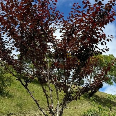 Terreno com 1301m², no bairro Vargeado em Rancho Queimado