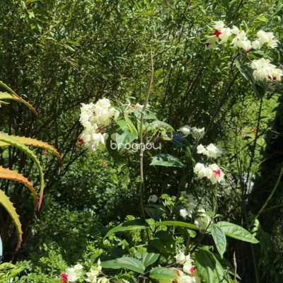 Terreno com 1301m², no bairro Vargeado em Rancho Queimado