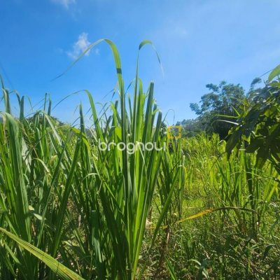 Sítio com 3699m², 2 quartos, no bairro Fazenda de Dentro em Biguaçu