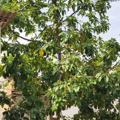 Terreno com 814m², no bairro Estreito em Florianópolis