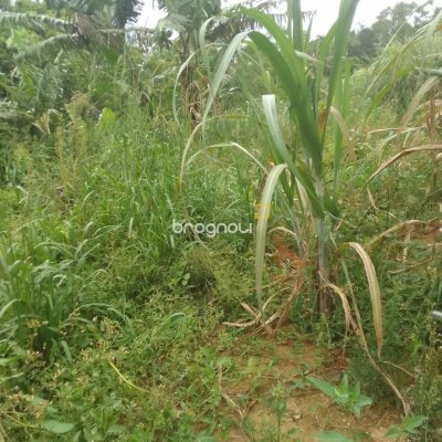 Terreno com 360m², no bairro Bela Vista em São José