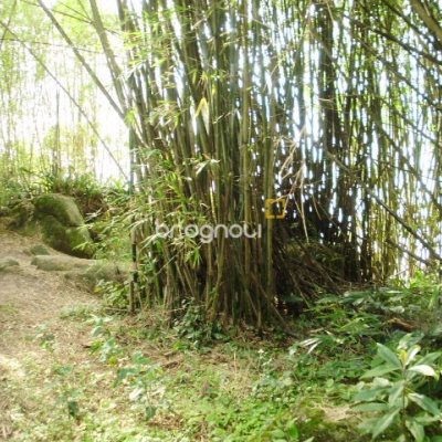 Terreno com 1485m², no bairro Daniela em Florianópolis