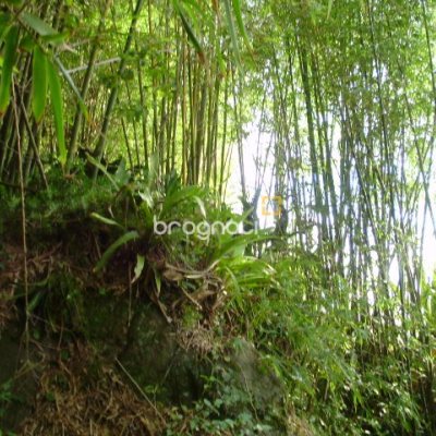 Terreno com 1485m², no bairro Daniela em Florianópolis