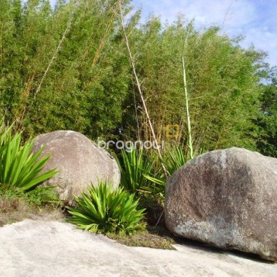Terreno com 1485m², no bairro Daniela em Florianópolis