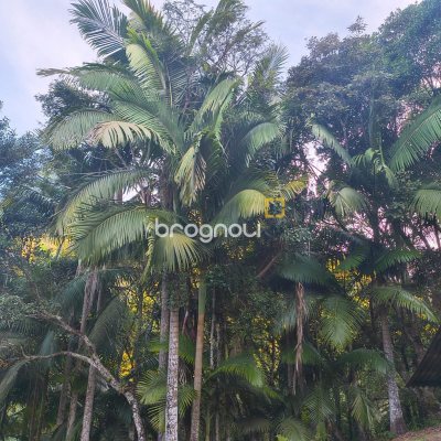 Sítio com 200m², 3 quartos, 3 garagens, no bairro Teresópolis em Águas Mornas