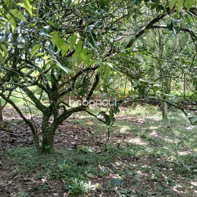 Sítio com 326m², 4 quartos (sendo 1 suíte), 2 garagens, no bairro Ratones em Florianópolis