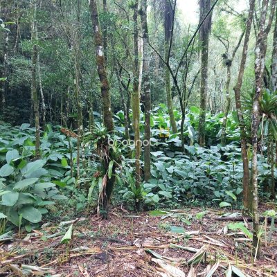 Terreno com 20m², no bairro Santa Augusta em Braço do Norte