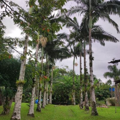 Sitio com 200m², 3 quartos, 1 suíte, 2 garagens, no bairro Sorocaba De Dentro em Biguaçu