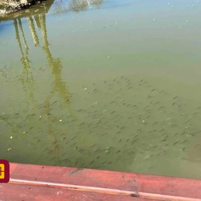 Casa Residencial com 600m², 7 quartos, 4 suítes, 11 garagens, no bairro Açores em Florianópolis