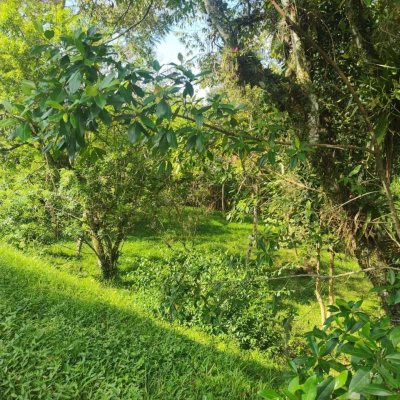 Terrenos Residenciais com 3363m², no bairro Córrego Grande em Florianópolis
