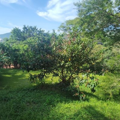 Terrenos Residenciais com 3363m², no bairro Córrego Grande em Florianópolis