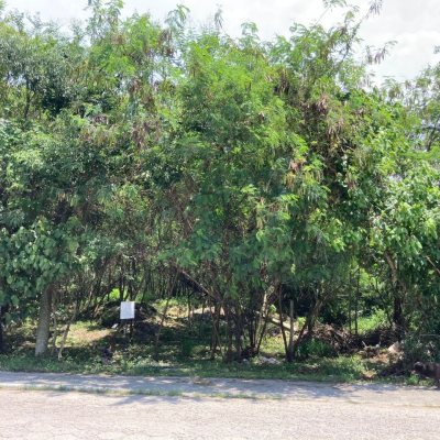 Terreno Inativo com 14520m², no bairro Ratones em Florianópolis