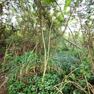 Terreno Inativo com 14520m², no bairro Ratones em Florianópolis