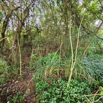 Terreno Inativo com 14520m², no bairro Ratones em Florianópolis