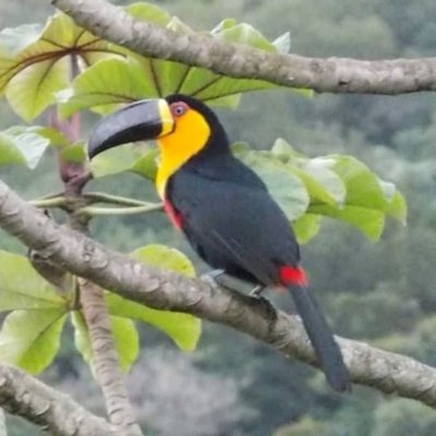 Casa Residencial com 430m², 4 quartos, 1 suíte, 4 garagens, no bairro Lagoa Da Conceição em Florianópolis