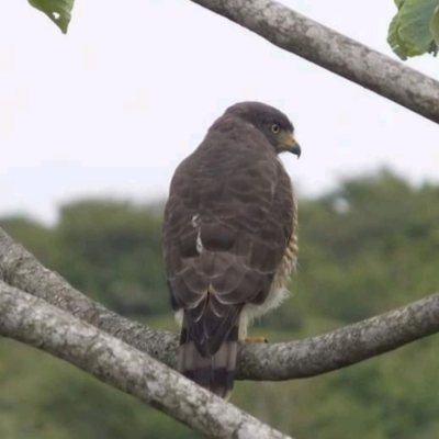 Casa Residencial com 430m², 4 quartos, 1 suíte, 4 garagens, no bairro Lagoa Da Conceição em Florianópolis