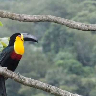 Casa Residencial com 430m², 4 quartos, 1 suíte, 4 garagens, no bairro Lagoa Da Conceição em Florianópolis