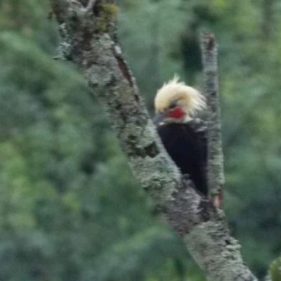 Casa Residencial com 430m², 4 quartos, 1 suíte, 4 garagens, no bairro Lagoa Da Conceição em Florianópolis