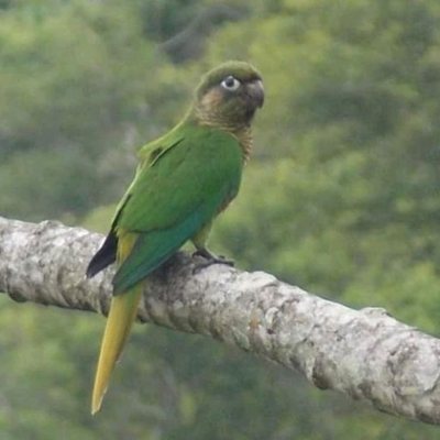 Casa Residencial com 430m², 4 quartos, 1 suíte, 4 garagens, no bairro Lagoa Da Conceição em Florianópolis