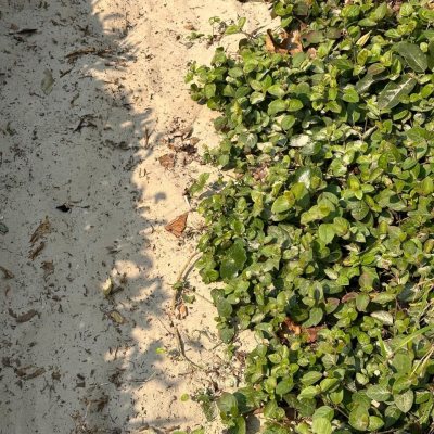 Apartamentos com 73m², 2 quartos, 1 suíte, 1 garagem, no bairro Açores em Florianópolis