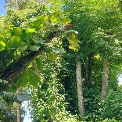 Casa Residencial com 135m², 1 quarto, 2 garagens, no bairro Sambaqui em Florianópolis