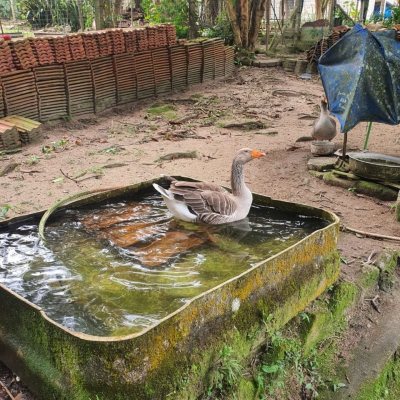 Casa Residencial com 350m², 4 quartos, 2 suítes, 4 garagens, no bairro Santo Antônio De Lisboa em Florianópolis
