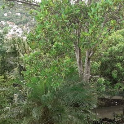 Casa Residencial com 194m², 3 quartos, 2 suítes, 4 garagens, no bairro Cachoeira Do Bom Jesus em Florianópolis