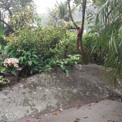 Casa Residencial com 194m², 3 quartos, 2 suítes, 4 garagens, no bairro Cachoeira Do Bom Jesus em Florianópolis