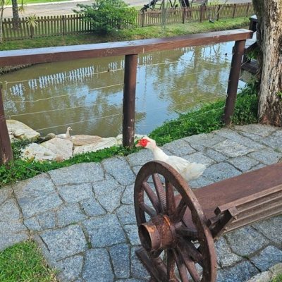 Casa em Condomínio com 240m², 4 quartos, 3 suítes, 1 garagem, no bairro Sambaqui em Florianópolis