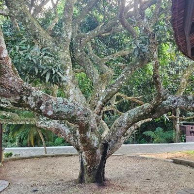 Casa em Condomínio com 240m², 4 quartos, 3 suítes, 1 garagem, no bairro Sambaqui em Florianópolis