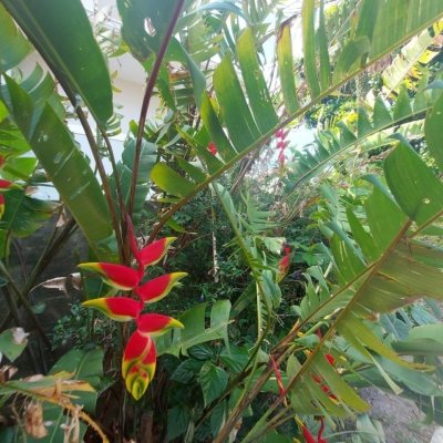 Casa Residencial com 162m², 4 quartos, 1 suíte, 3 garagens, no bairro Campeche em Florianópolis