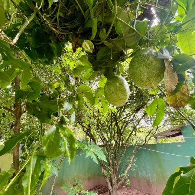 Casa Residencial com 220m², 6 quartos, 1 suíte, 3 garagens, no bairro Rio Tavares em Florianópolis