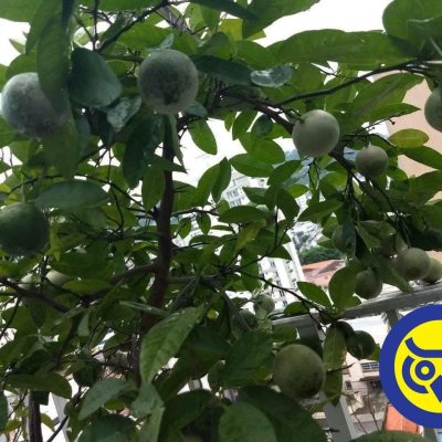 Cobertura com 360m², 5 quartos, 3 suítes, 3 garagens, no bairro Centro em Florianópolis