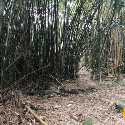 Terreno Comercial/Residencial com 66151m², no bairro Vargem Grande em Florianópolis